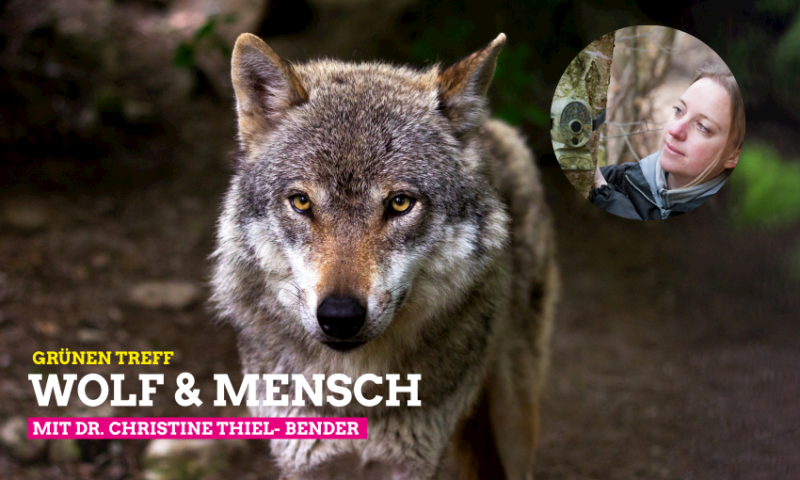 wolf-mensch